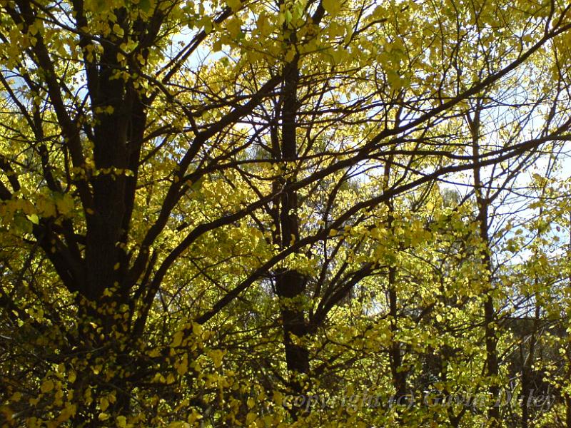 Autumn colours, creekside, Armidale DSC00655.JPG